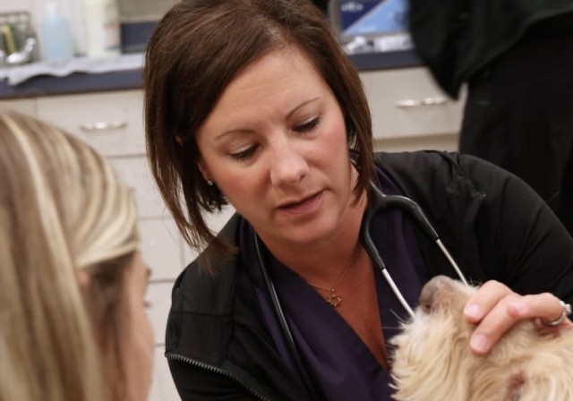 woman with stethoscope examines head of dog