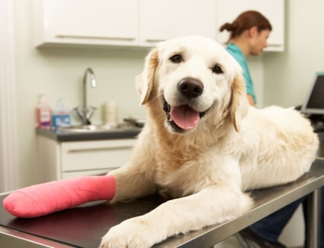 dog at the vet, using pet insurance